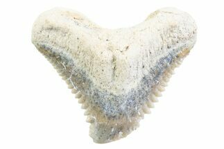 Tiger Shark (Galeocerdo Eaglesomi) Tooth - Dakhla, Morocco #371960