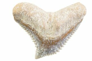 Tiger Shark (Galeocerdo Eaglesomi) Tooth - Dakhla, Morocco #371962