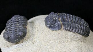 Double Acastoides Trilobite - Foum Zguid, Morocco #18639