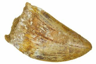 Serrated, Carcharodontosaurus Tooth - Real Dinosaur Tooth #372280