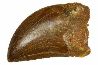 Serrated, Carcharodontosaurus Tooth - Real Dinosaur Tooth #372282