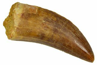 Serrated, Carcharodontosaurus Tooth - Real Dinosaur Tooth #372285