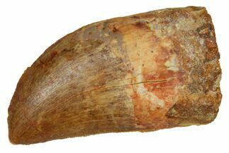 Serrated, Carcharodontosaurus Tooth - Real Dinosaur Tooth #372287