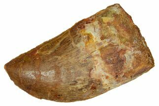 Serrated, Carcharodontosaurus Tooth - Real Dinosaur Tooth #372287