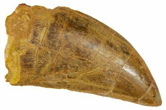 Carcharodontosaurus Tooth - Real Dinosaur Tooth #372291
