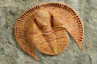 Orange Trinucleid Trilobite (Declivolithus) - Mecissi, Morocco #372370