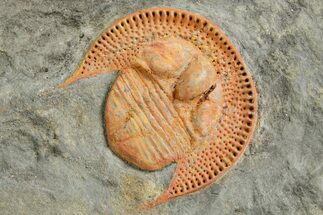 Orange Trinucleid Trilobite (Declivolithus) - Mecissi, Morocco #372374