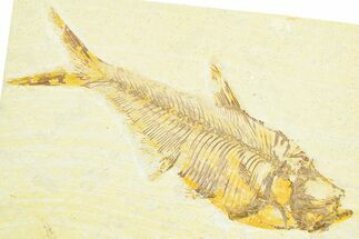 Detailed Fossil Fish (Diplomystus) - Wyoming #372306