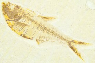 Detailed Fossil Fish (Diplomystus) - Wyoming #372312