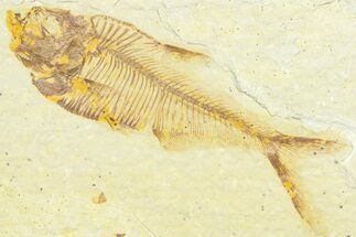 Detailed Fossil Fish (Diplomystus) - Wyoming #372314