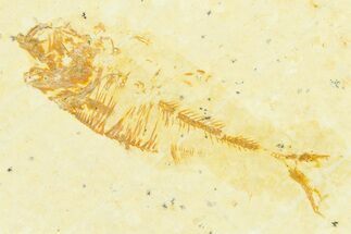 Bargain, Juvenile Fossil Fish (Diplomystus) - Wyoming #372321