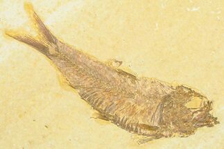 Detailed Fossil Fish (Knightia) - Wyoming #372325
