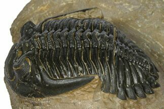 Chocolate-Brown Hollardops Trilobite - Foum Zguid, Morocco #372421