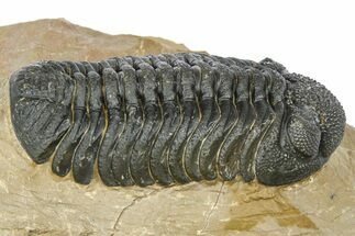 Phacopid (Morocops) Trilobite - Foum Zguid, Morocco #372428