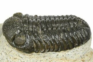 Beautiful Morocops Trilobite - Ofaten, Morocco #372440
