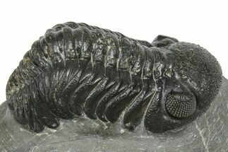 Detailed Austerops Trilobite - Ofaten, Morocco #372444