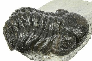 Bargain, Austerops Trilobite - Ofaten, Morocco #372446