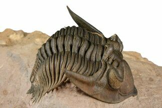 Beautiful Metacanthina Trilobite - Lghaft, Morocco #372458