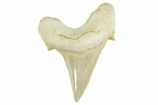 Fossil Shark Teeth For Sale