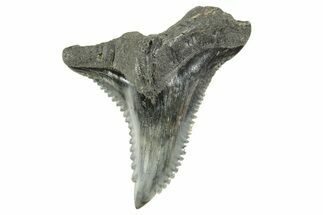 Snaggletooth Shark (Hemipristis) Tooth - South Carolina #372500