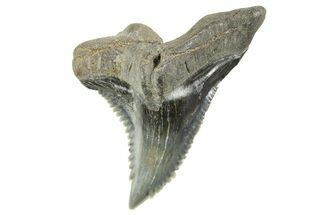 Snaggletooth Shark (Hemipristis) Tooth - South Carolina #372501