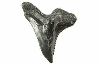 Snaggletooth Shark (Hemipristis) Tooth - South Carolina #372504