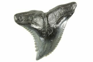 Snaggletooth Shark (Hemipristis) Tooth - South Carolina #372505