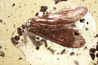 Detailed Fossil Caddisfly (Trichoptera) In Baltic Amber #372494