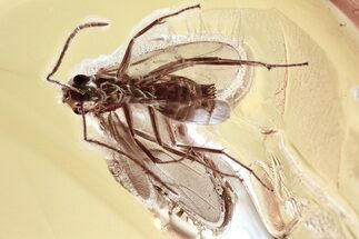 Detailed Fossil Winged Ant (Formicidae) In Baltic Amber #372498