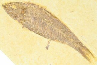 Detailed Fossil Fish (Knightia) - Wyoming #372328