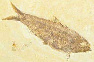 Detailed Fossil Fish (Knightia) - Wyoming #372329
