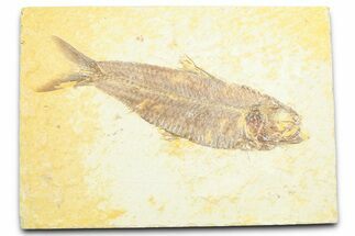 Detailed Fossil Fish (Knightia) - Wyoming #372335