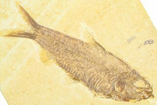 Detailed Fossil Fish (Knightia) - Wyoming #372337