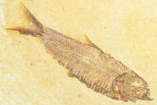 Detailed Fossil Fish (Knightia) - Wyoming #372338