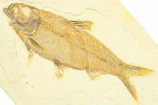 Detailed Fossil Fish (Knightia) - Wyoming #372349