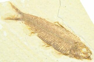 Detailed Fossil Fish (Knightia) - Wyoming #372357