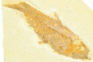 Detailed Fossil Fish (Knightia) - Wyoming #372358