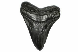 Fossil Megalodon Tooth - South Carolina #372379