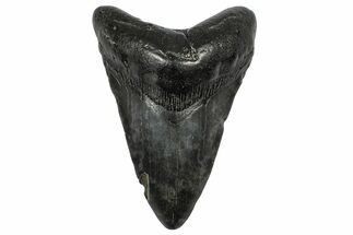Fossil Megalodon Tooth - South Carolina #372385