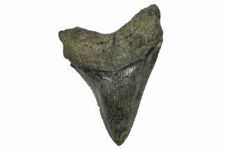 Serrated, Fossil Megalodon Tooth - South Carolina #372386
