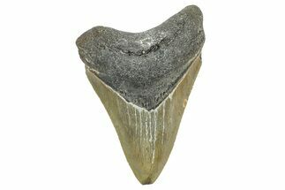 Serrated, Fossil Megalodon Tooth - North Carolina #372389