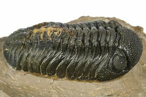 Small Phacops Trilobite From Foum Zguid (#5753) For Sale