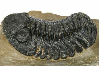 Phacopid (Morocops) Trilobite - Foum Zguid, Morocco #372431