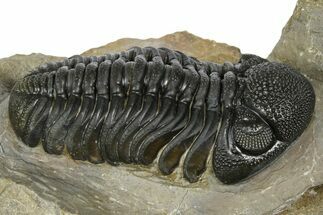 Phacopid (Morocops) Trilobite - Foum Zguid, Morocco #372432