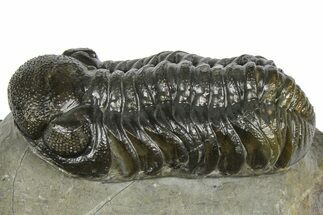 Detailed Austerops Trilobite - Ofaten, Morocco #372437
