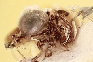 Detailed Fossil Spider (Araneae) In Baltic Amber #372512