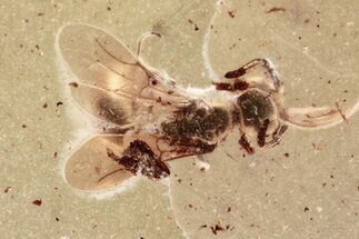 Fossil Wasp (Bethylidae) In Baltic Amber #372514