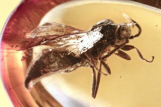 Detailed Fossil Parasitoid Wasp (Proctotrupidae) In Baltic Amber #372519