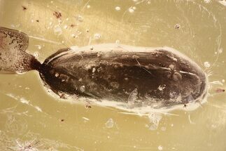 Detailed Fossil False Click Beetle (Throscidae) in Baltic Amber #372522