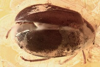 Detailed Fossil Marsh Beetle (Scirtidae) in Baltic Amber #372523